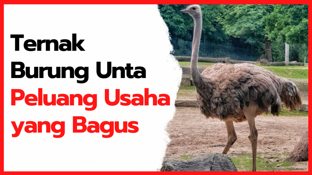 Detail Burung Unta Di Indonesia Nomer 4