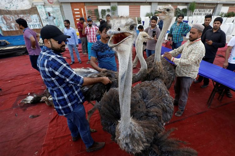 Detail Burung Unta Di Indonesia Nomer 34