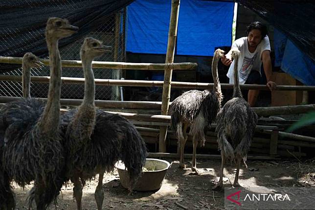 Detail Burung Unta Di Indonesia Nomer 10