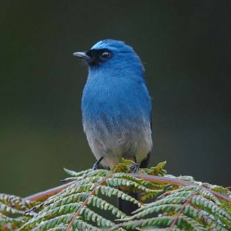 Detail Burung Warna Biru Nomer 17