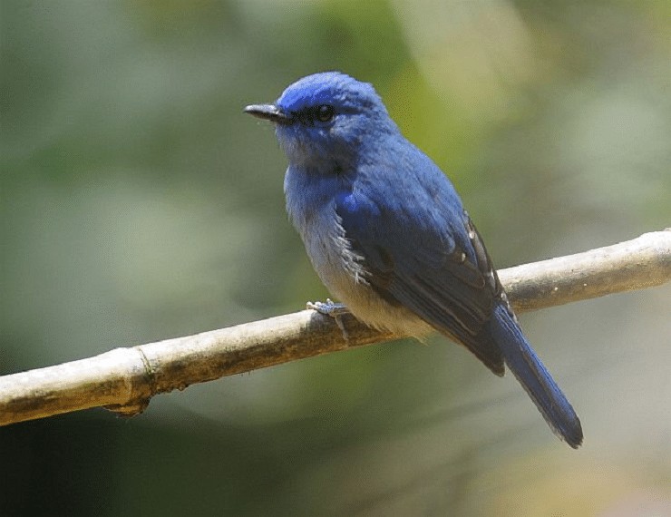 Detail Burung Warna Biru Nomer 23