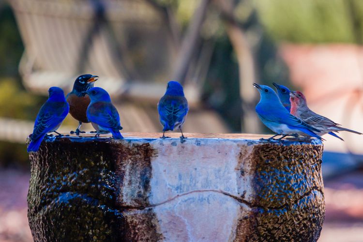 Detail Burung Warna Biru Nomer 25