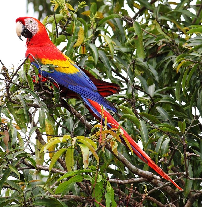 Detail Burung Warna Biru Nomer 29