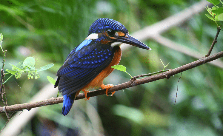 Detail Burung Warna Biru Nomer 31