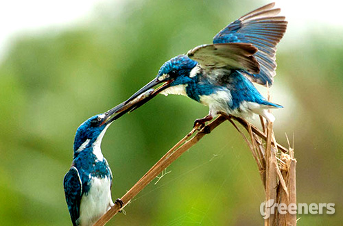 Detail Burung Warna Biru Nomer 40