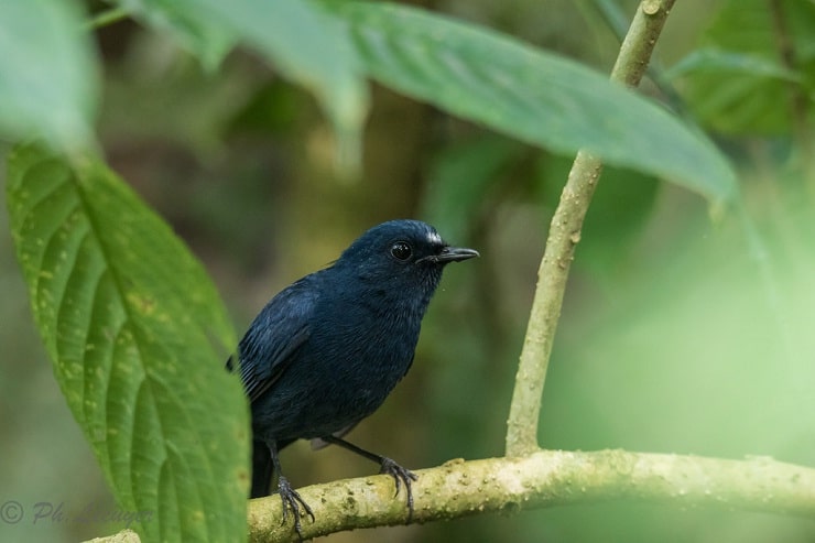 Detail Burung Warna Biru Nomer 44