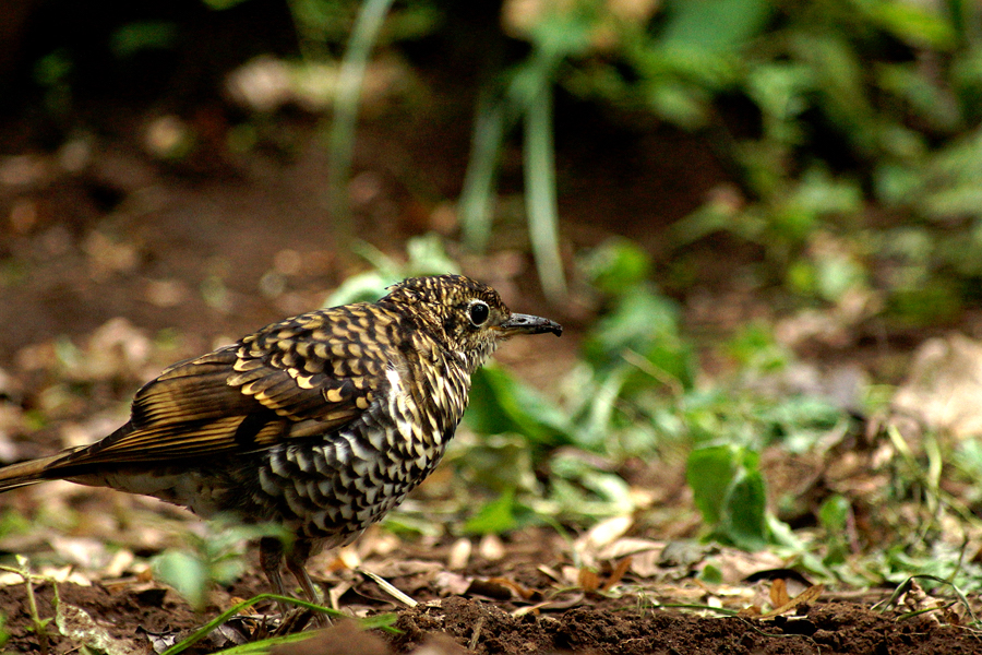 Detail Burung Warna Coklat Nomer 17