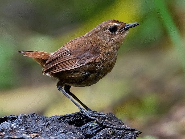 Detail Burung Warna Coklat Nomer 3