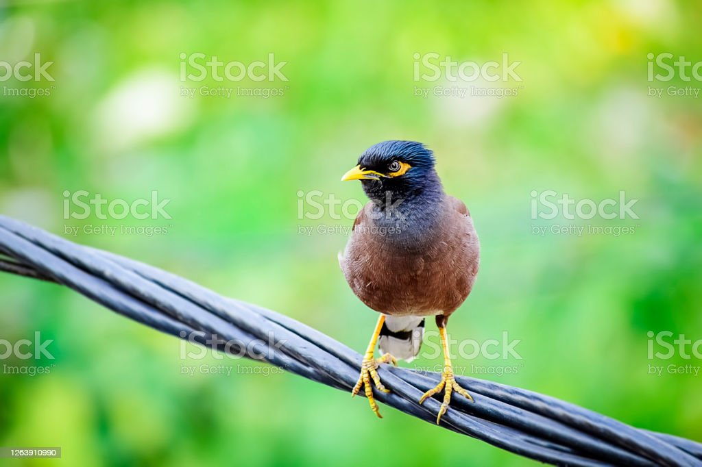 Detail Burung Warna Coklat Nomer 34