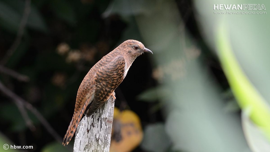 Detail Burung Warna Coklat Nomer 5