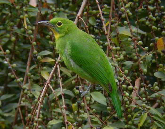 Detail Burung Warna Hijau Nomer 16