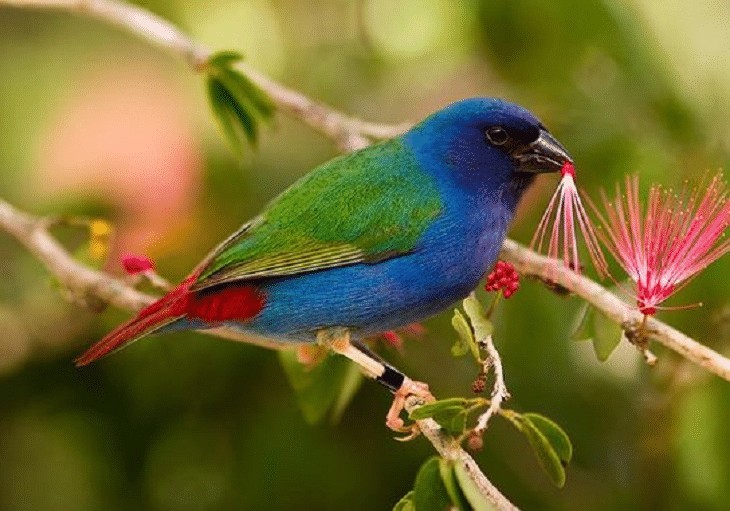 Detail Burung Warna Hijau Nomer 17