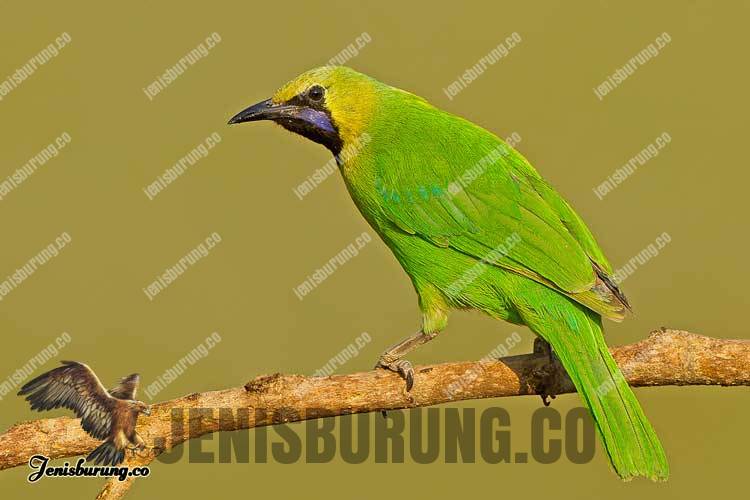 Detail Burung Warna Hijau Nomer 19