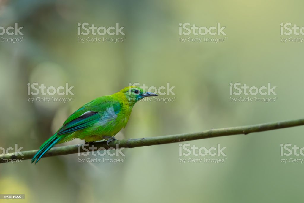 Detail Burung Warna Hijau Nomer 25