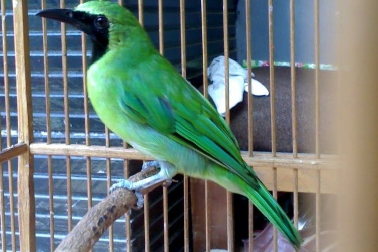 Detail Burung Warna Hijau Nomer 45