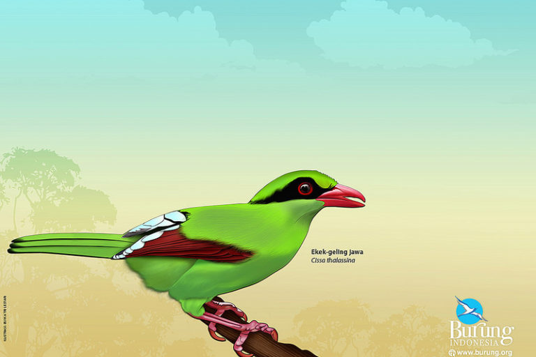 Detail Burung Warna Hijau Nomer 8