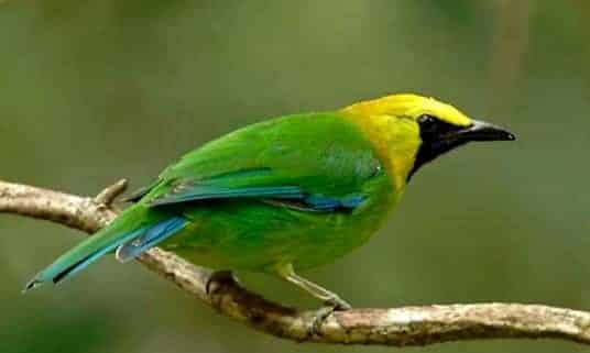 Burung Warna Hijau Kuning - KibrisPDR