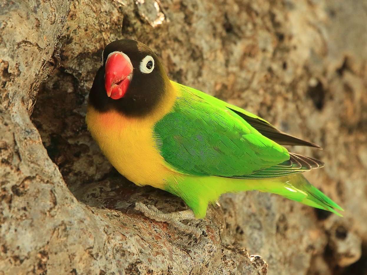 Detail Burung Warna Hijau Kuning Nomer 13