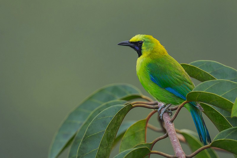 Detail Burung Warna Hijau Kuning Nomer 14