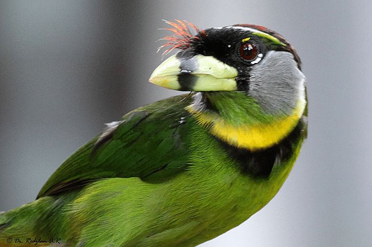 Detail Burung Warna Hijau Kuning Nomer 4