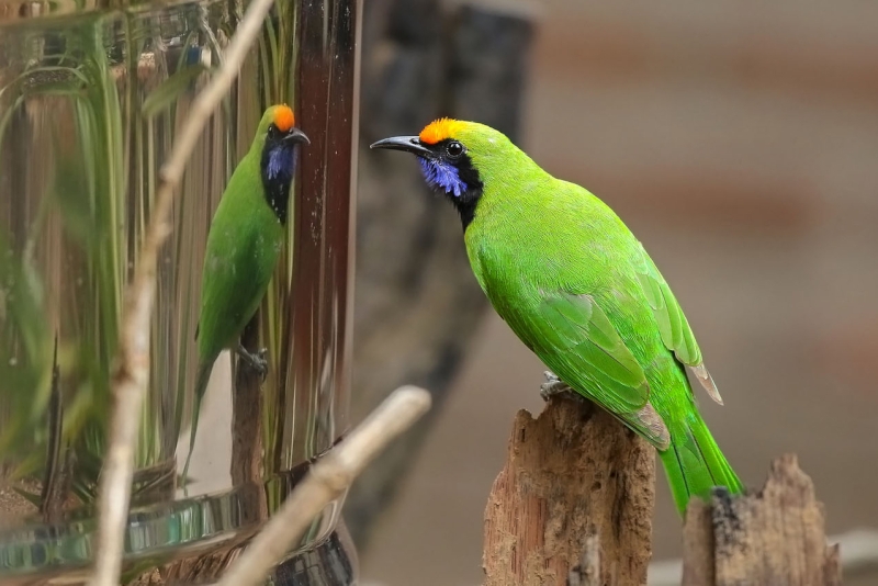 Detail Burung Warna Hijau Kuning Nomer 37