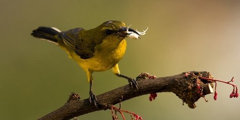 Detail Burung Warna Hijau Kuning Nomer 43