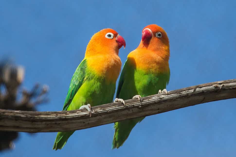 Detail Burung Warna Hijau Kuning Nomer 6