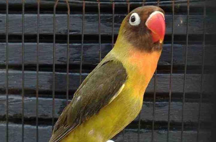 Detail Burung Warna Hijau Kuning Nomer 50