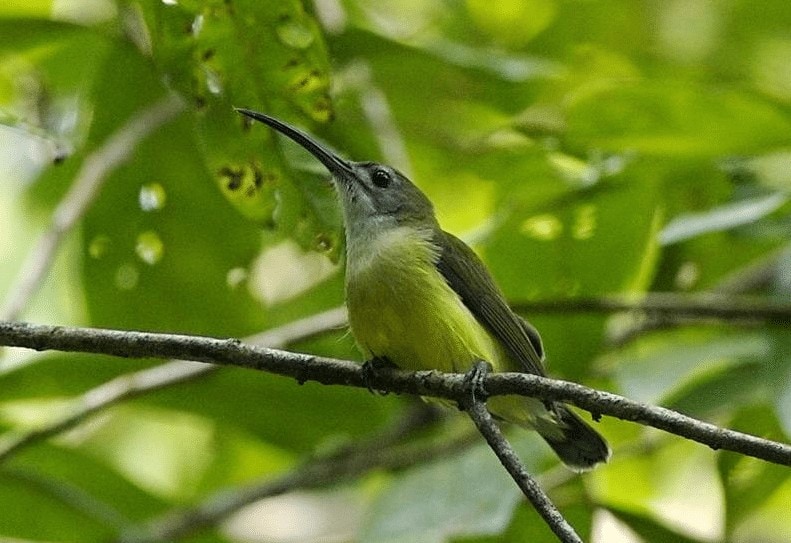 Detail Burung Warna Hijau Paruh Panjang Nomer 2