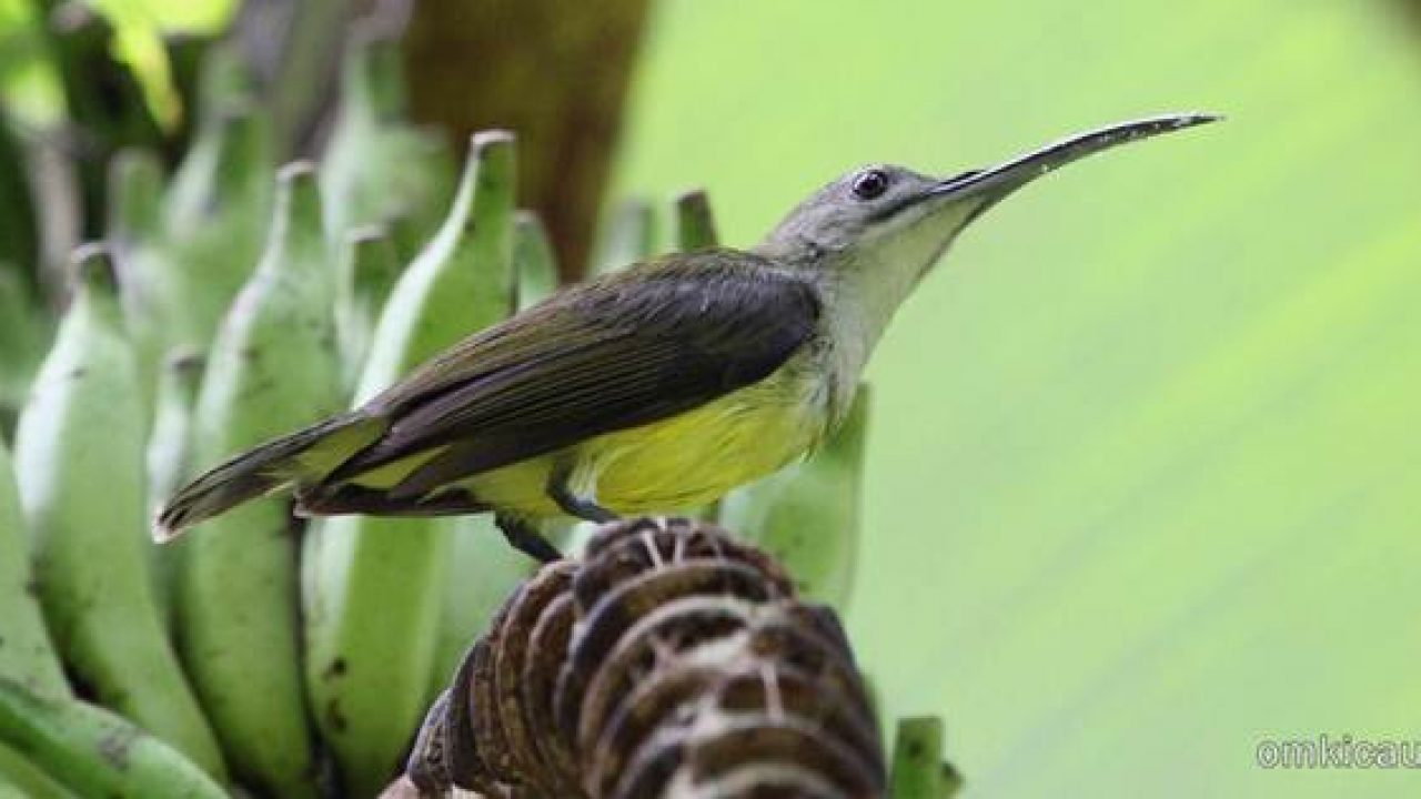 Detail Burung Warna Hijau Paruh Panjang Nomer 28