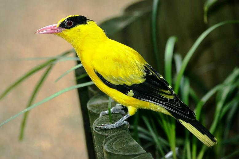 Detail Burung Warna Hijau Paruh Panjang Nomer 41