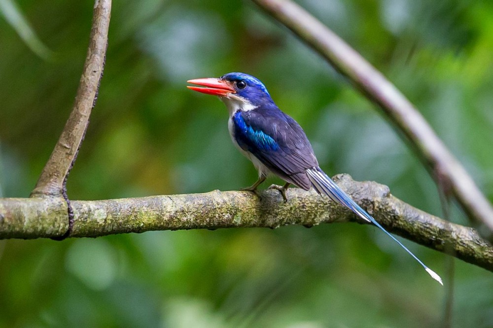 Detail Burung Warna Hijau Paruh Panjang Nomer 42