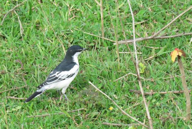 Detail Burung Warna Hitam Putih Nomer 10