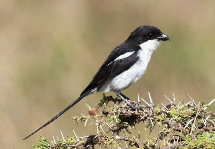 Detail Burung Warna Hitam Putih Nomer 11