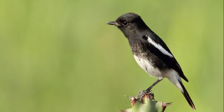 Detail Burung Warna Hitam Putih Nomer 20