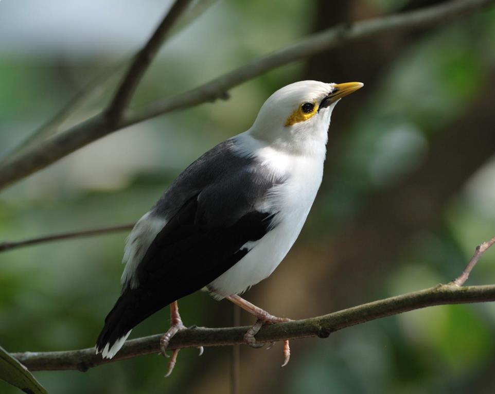 Detail Burung Warna Hitam Putih Nomer 25