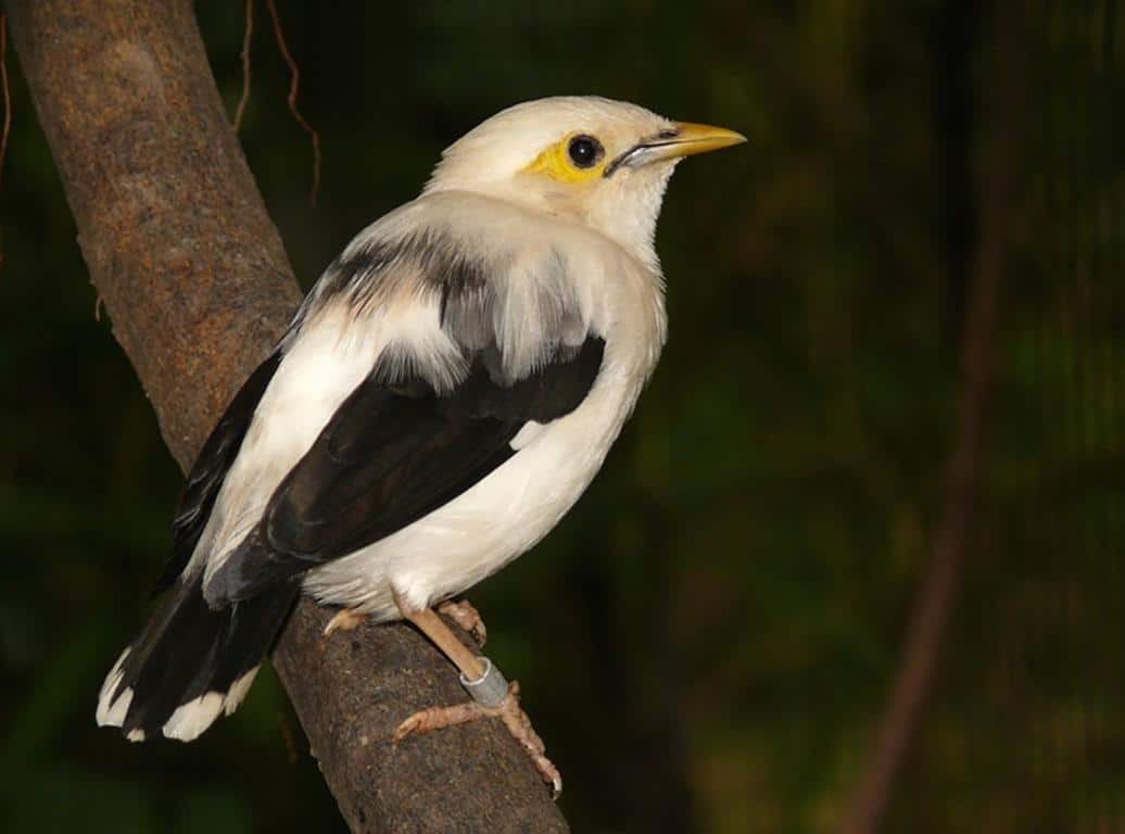 Detail Burung Warna Hitam Putih Nomer 32