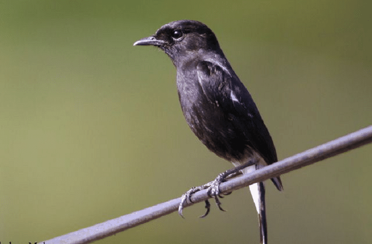 Detail Burung Warna Hitam Putih Nomer 50