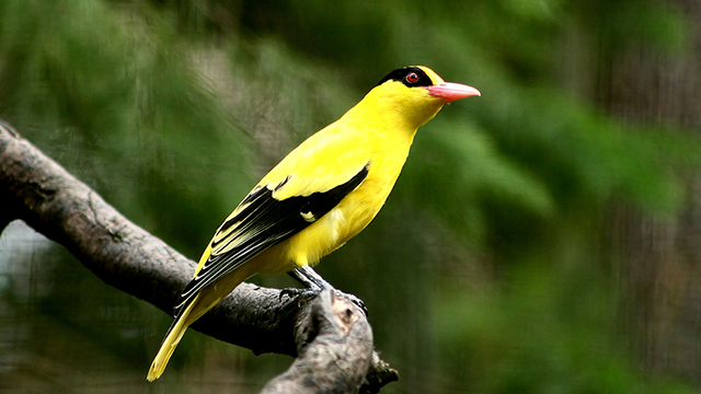 Burung Warna Kuning Hitam - KibrisPDR