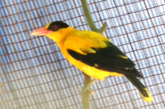 Detail Burung Warna Kuning Hitam Nomer 2