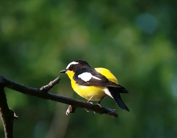 Detail Burung Warna Kuning Hitam Nomer 18