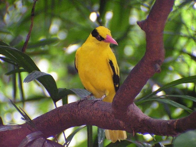 Detail Burung Warna Kuning Hitam Nomer 21