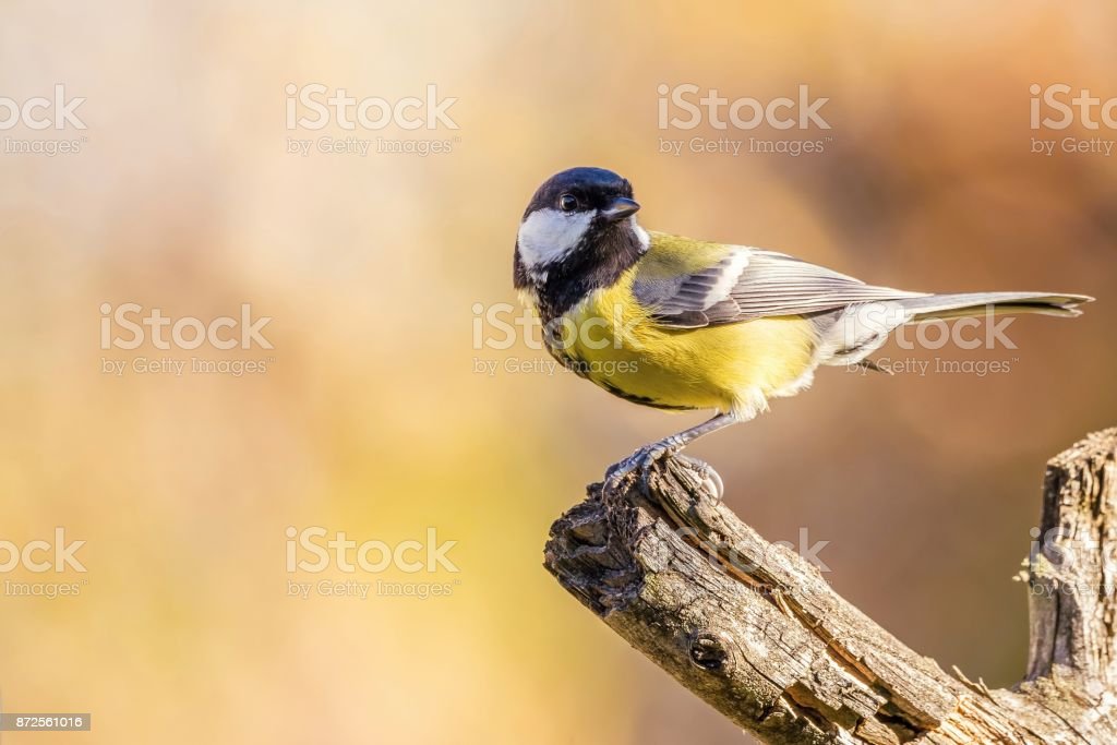 Detail Burung Warna Kuning Hitam Nomer 38