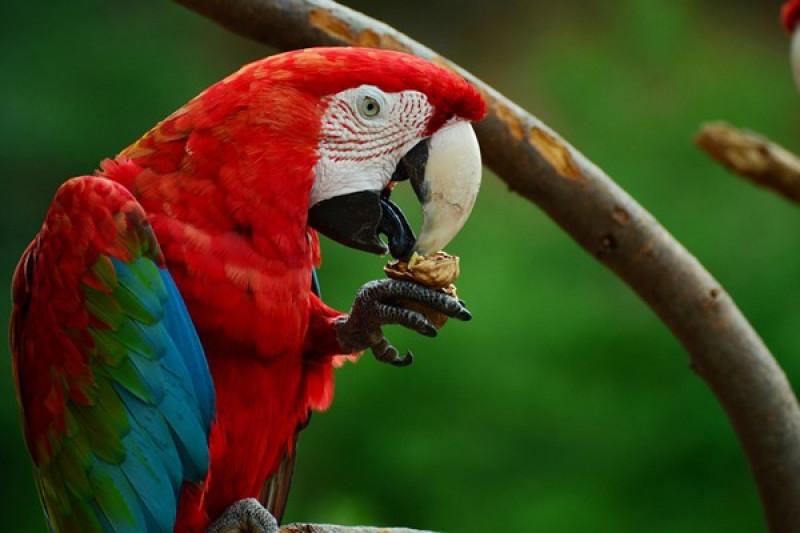 Burung Warna Merah - KibrisPDR