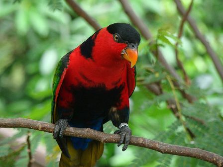 Detail Burung Warna Merah Nomer 2