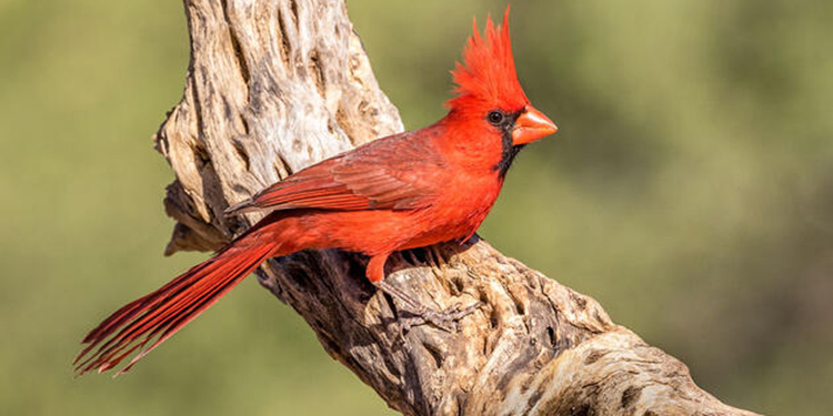 Detail Burung Warna Merah Nomer 10