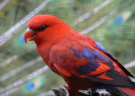 Detail Burung Warna Merah Nomer 11