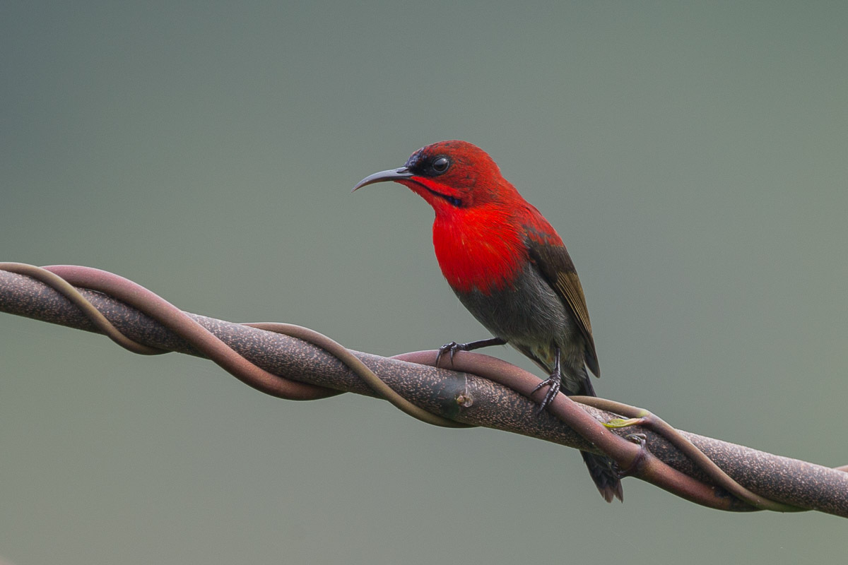 Detail Burung Warna Merah Nomer 12