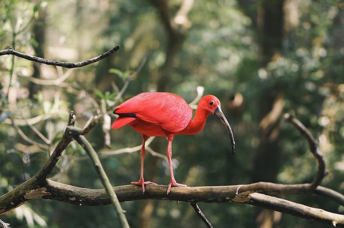 Detail Burung Warna Merah Nomer 13