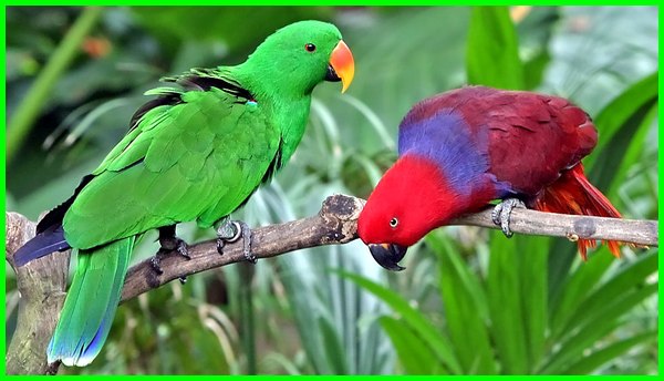 Detail Burung Warna Merah Nomer 14